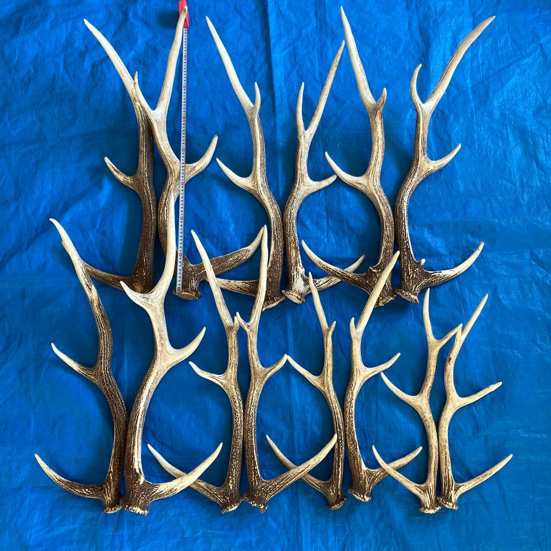 蝦夷鹿　道東地区　落ち角