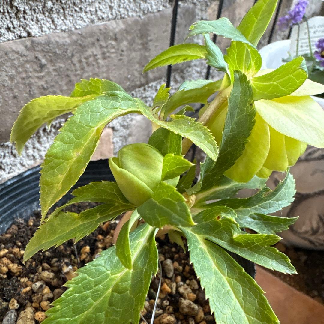 a*a様 クリスマスローズメロンゴールド