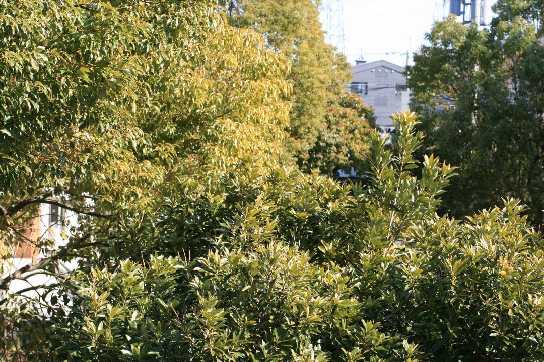 【光学超美品・試写有】Canon Compact-macro 50mm F2.5