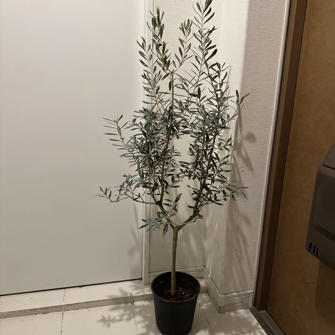 【オリーブ】特大 7号 高さ120cm 鉢ごと発送 送料込み