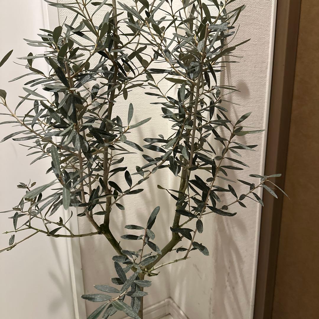 【オリーブ】特大 7号 高さ120cm 鉢ごと発送 送料込み