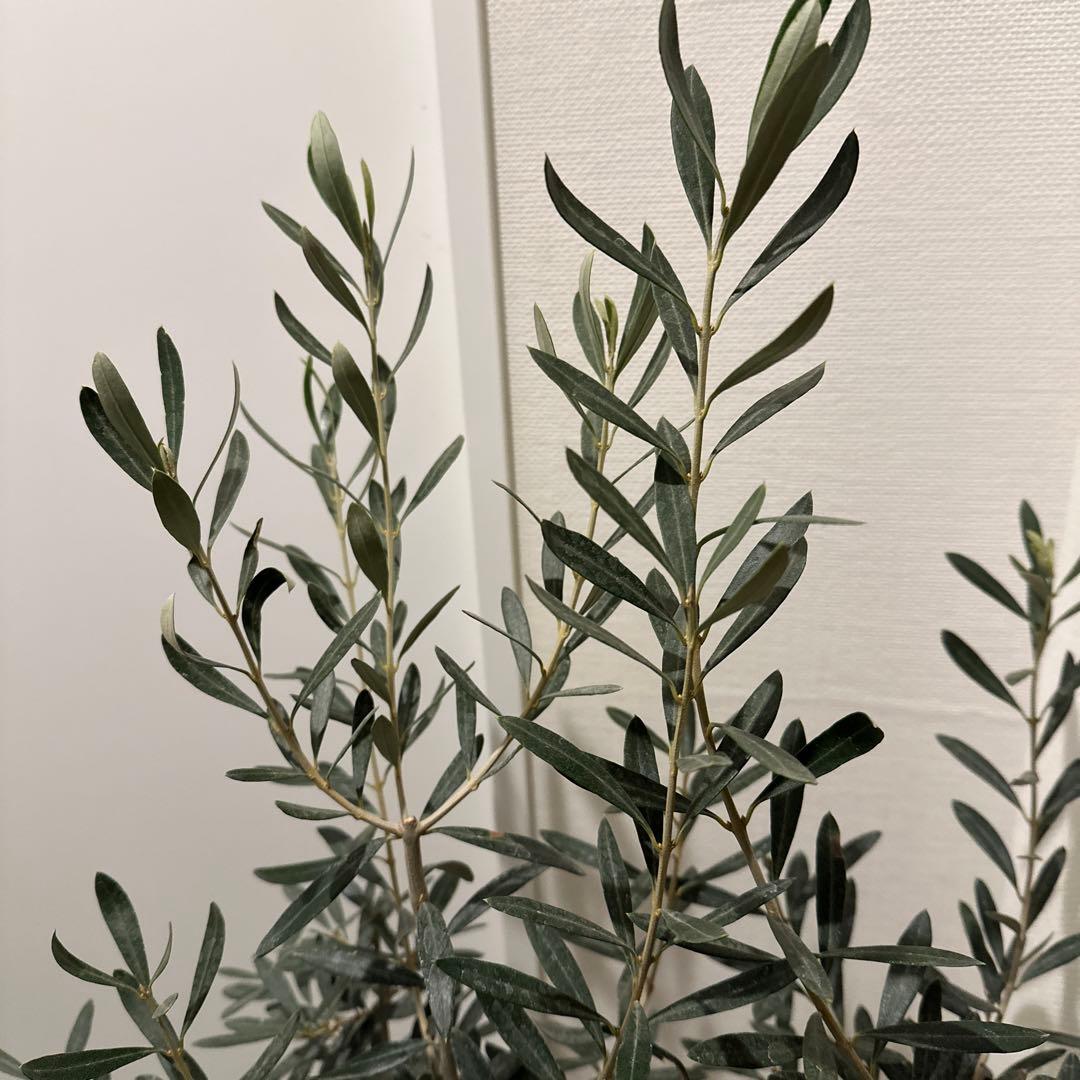 【オリーブ】特大 7号 高さ120cm 鉢ごと発送 送料込み