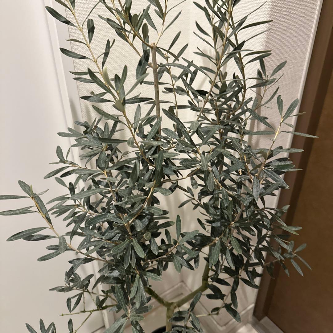 【オリーブ】特大 7号 高さ120cm 鉢ごと発送 送料込み