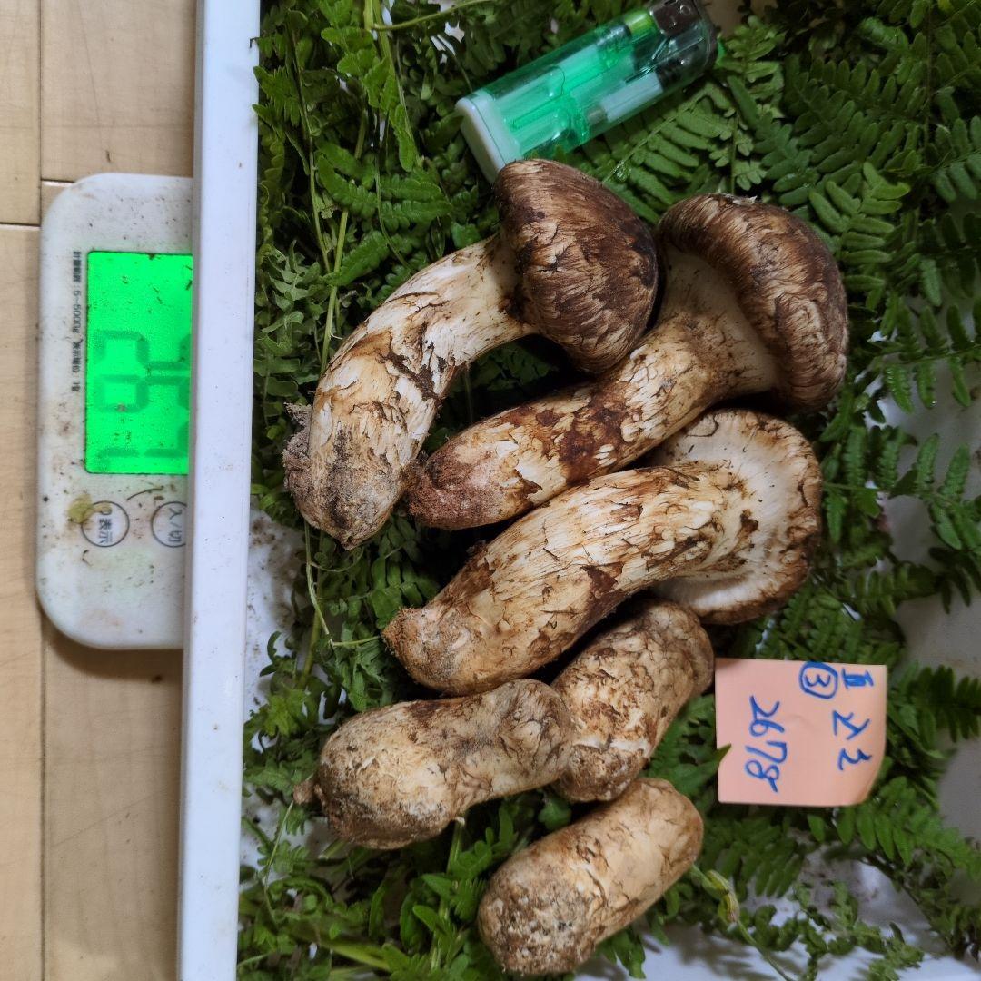 和歌山松茸 新鮮朝市　込み込み　267㌘