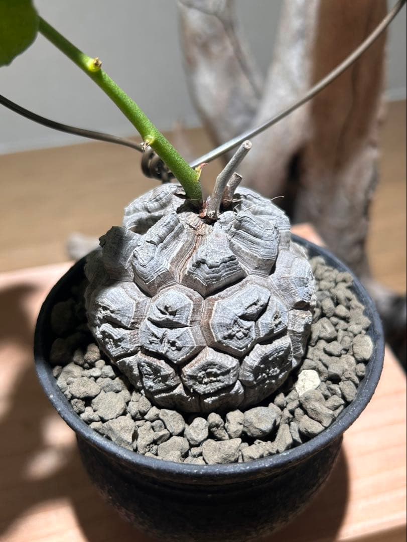 亀甲竜　信楽焼陶器鉢付き