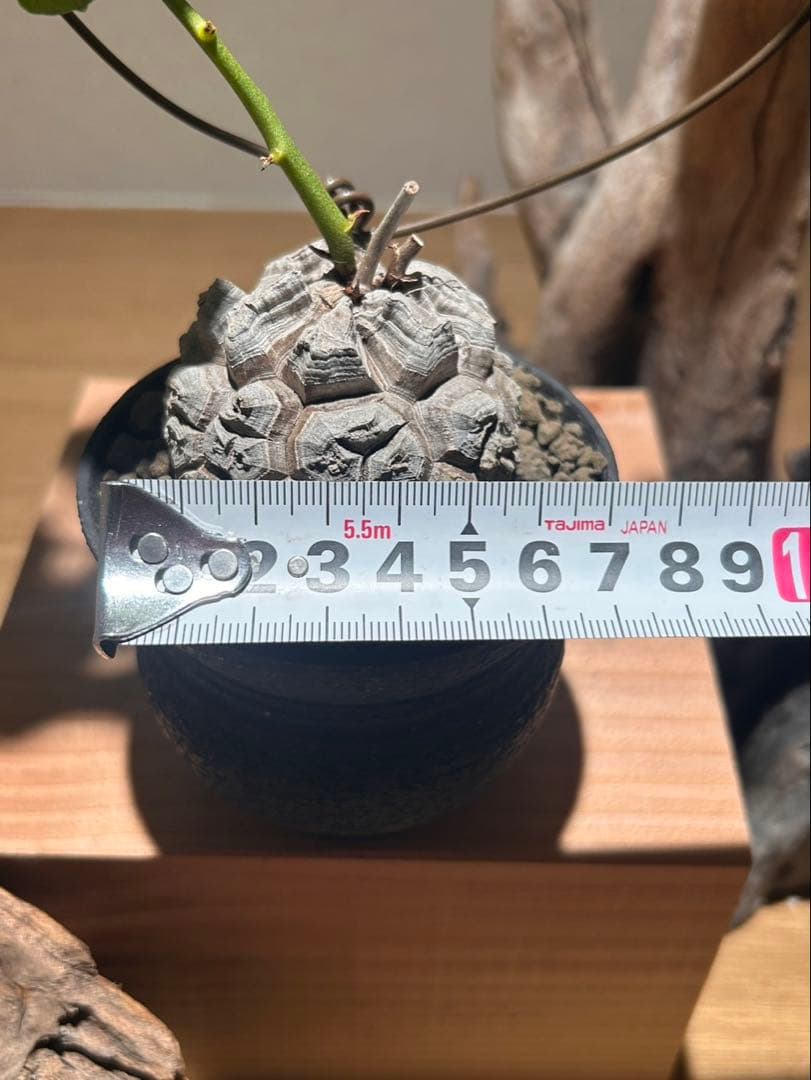 亀甲竜　信楽焼陶器鉢付き