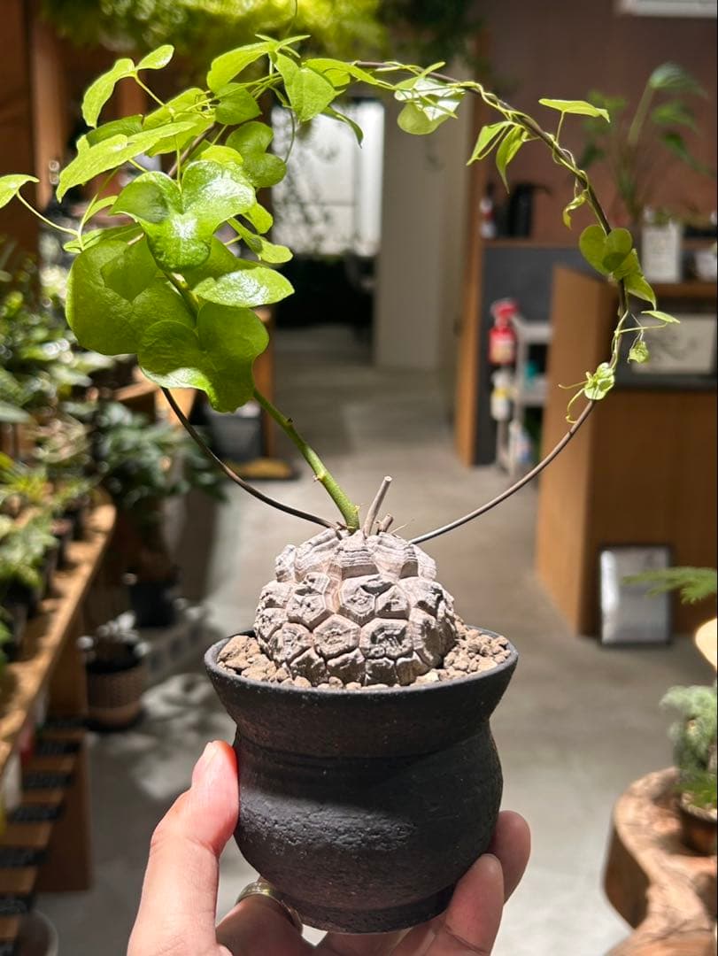 亀甲竜　信楽焼陶器鉢付き