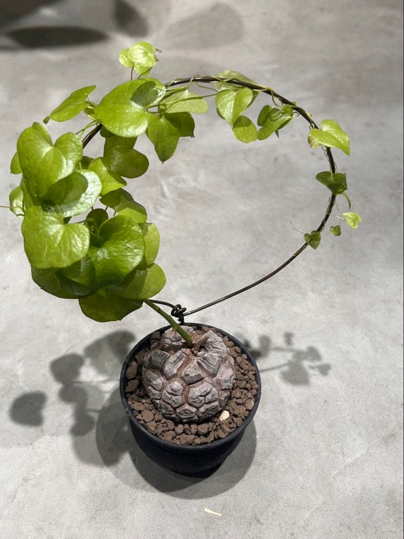 亀甲竜　信楽焼陶器鉢付き