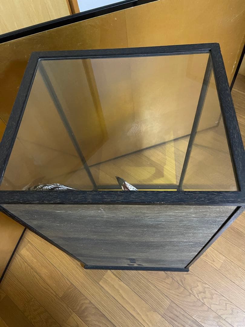 銀鶏鳥‼️美品‼️剥製‼️希少‼️高級品‼️ガラスケース付き‼️激安破壊出品‼️送料無料‼️