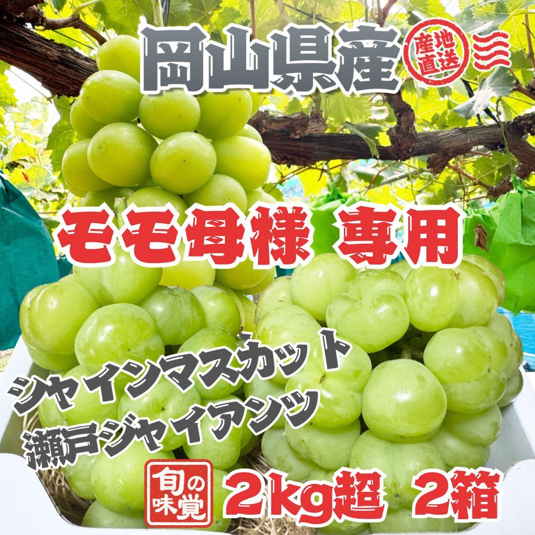 岡山県産 絶品朝採りシャインマスカット・瀬戸ジャイアンツ 2kg超