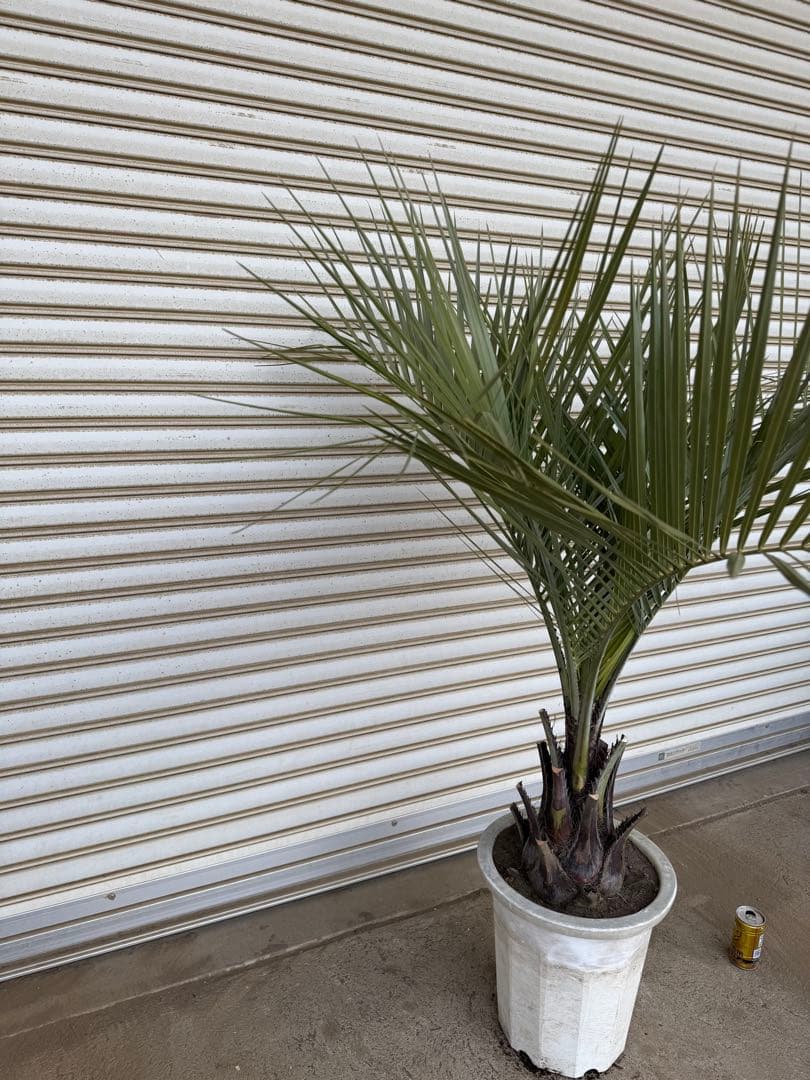 送料込み　ココスヤシ　シルバーリーフ　幹太　鉢植え　庭木　シンボルツリー