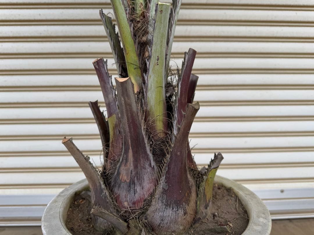 送料込み　ココスヤシ　シルバーリーフ　幹太　鉢植え　庭木　シンボルツリー