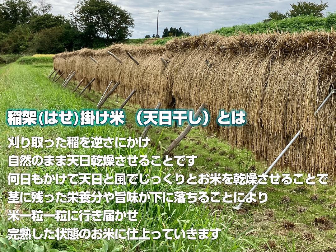 【新米】令和7年 昔ながらの「稲架掛け米」天日干し ササニシキ 玄米 10Kg