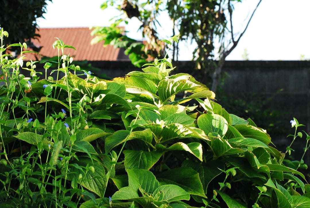 NIKON AF NIKKOR 80-200mm F2.8 ED レトロ描写に◎