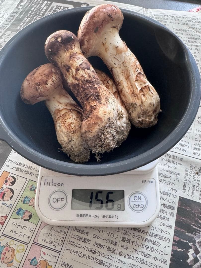 【国産】大阪泉州産松茸蕾156ｇ