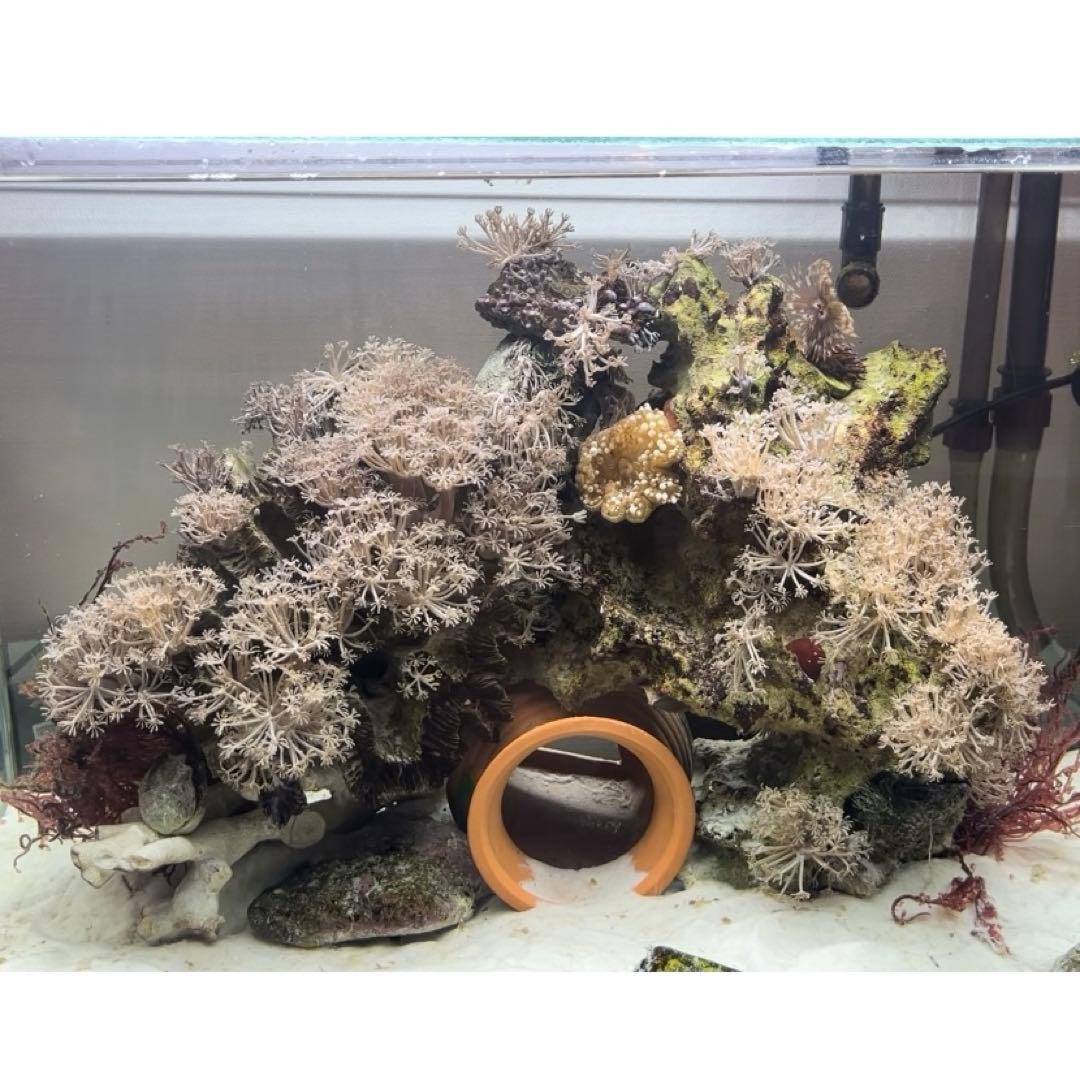 パクパクウミアザミ付きライブロック