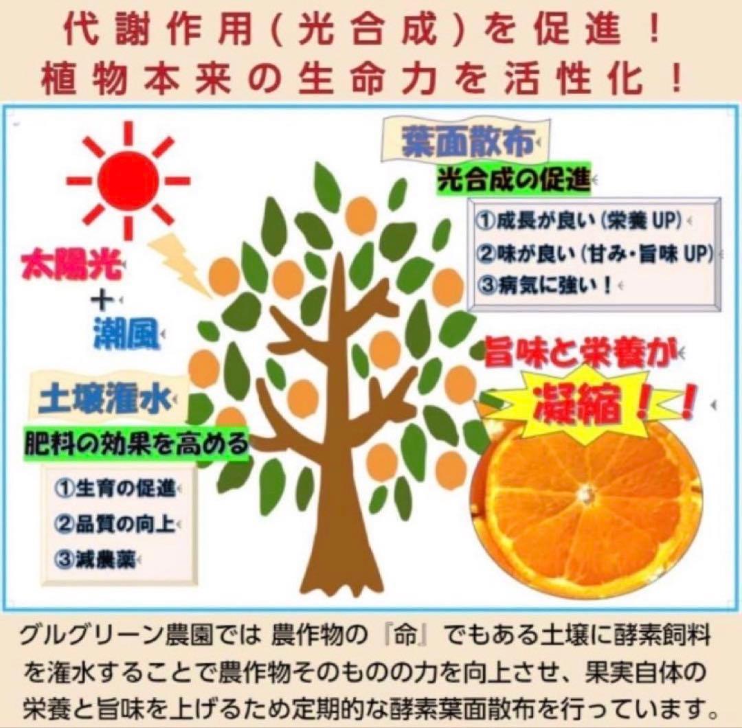 あん様♡酵素栽培　小粒ちゃん　ネーブル 瀬戸田　広島県　皮も食べて　農園直送5㌔