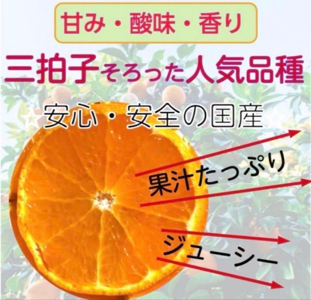 あん様♡酵素栽培　小粒ちゃん　ネーブル 瀬戸田　広島県　皮も食べて　農園直送5㌔