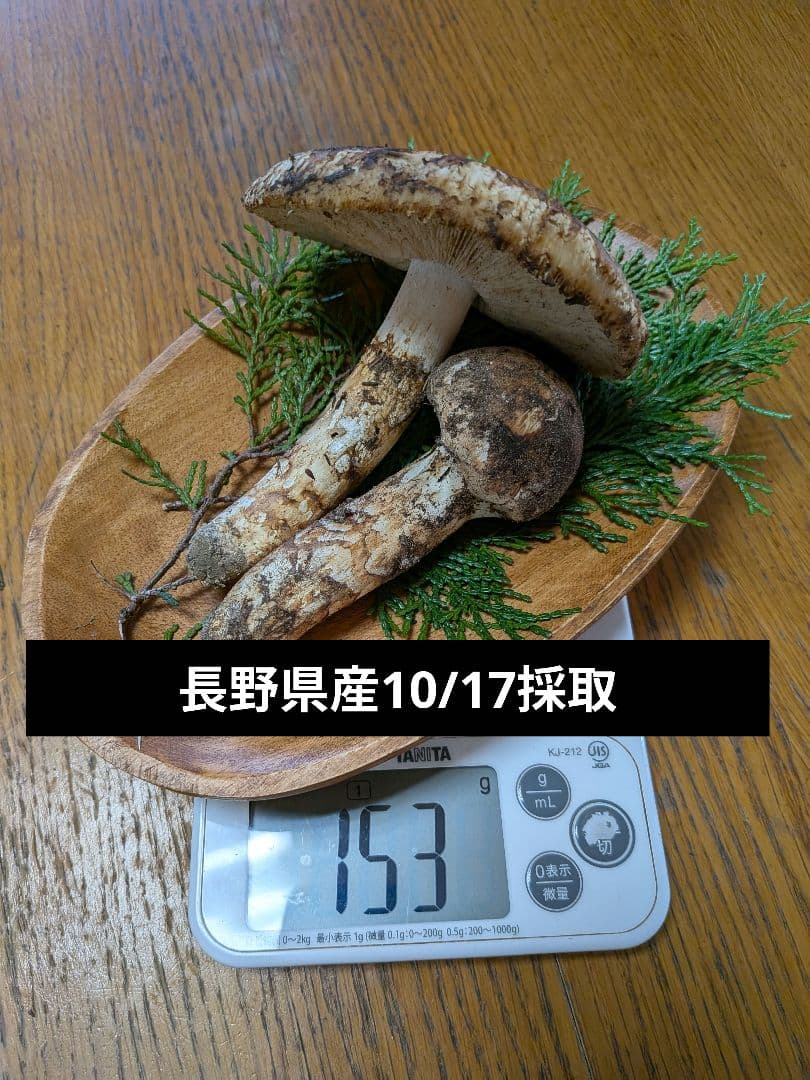 【10/17採取】 松茸 長野県産 南信州産