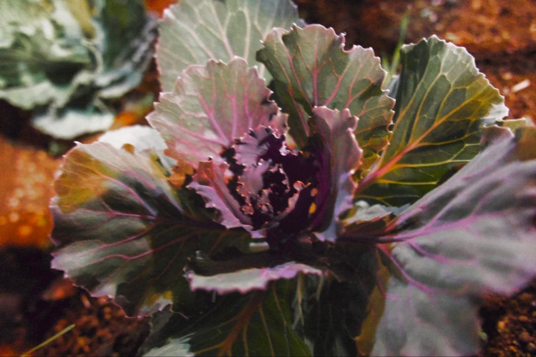 美品Panasonic LX100mII コンパクトデジタルカメラ