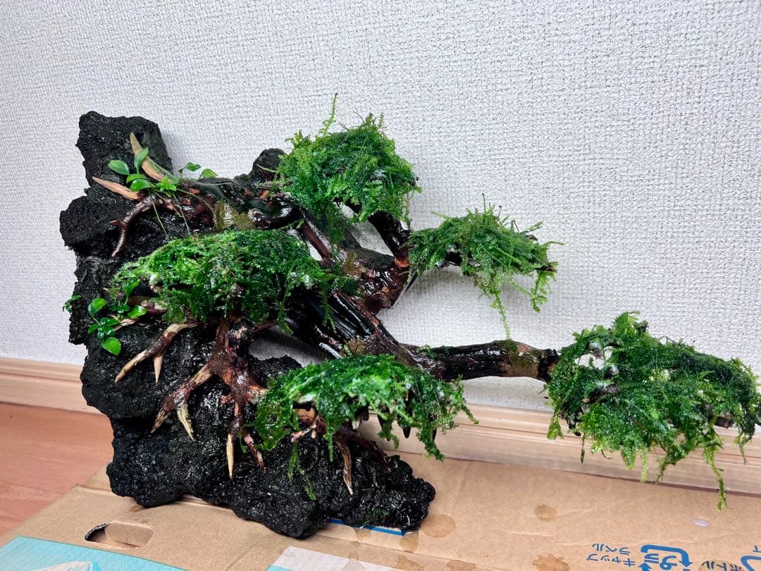 流木盆栽付き石　南米ウィローモス　アヌビアス　水槽アクアリウム mini盆栽流木