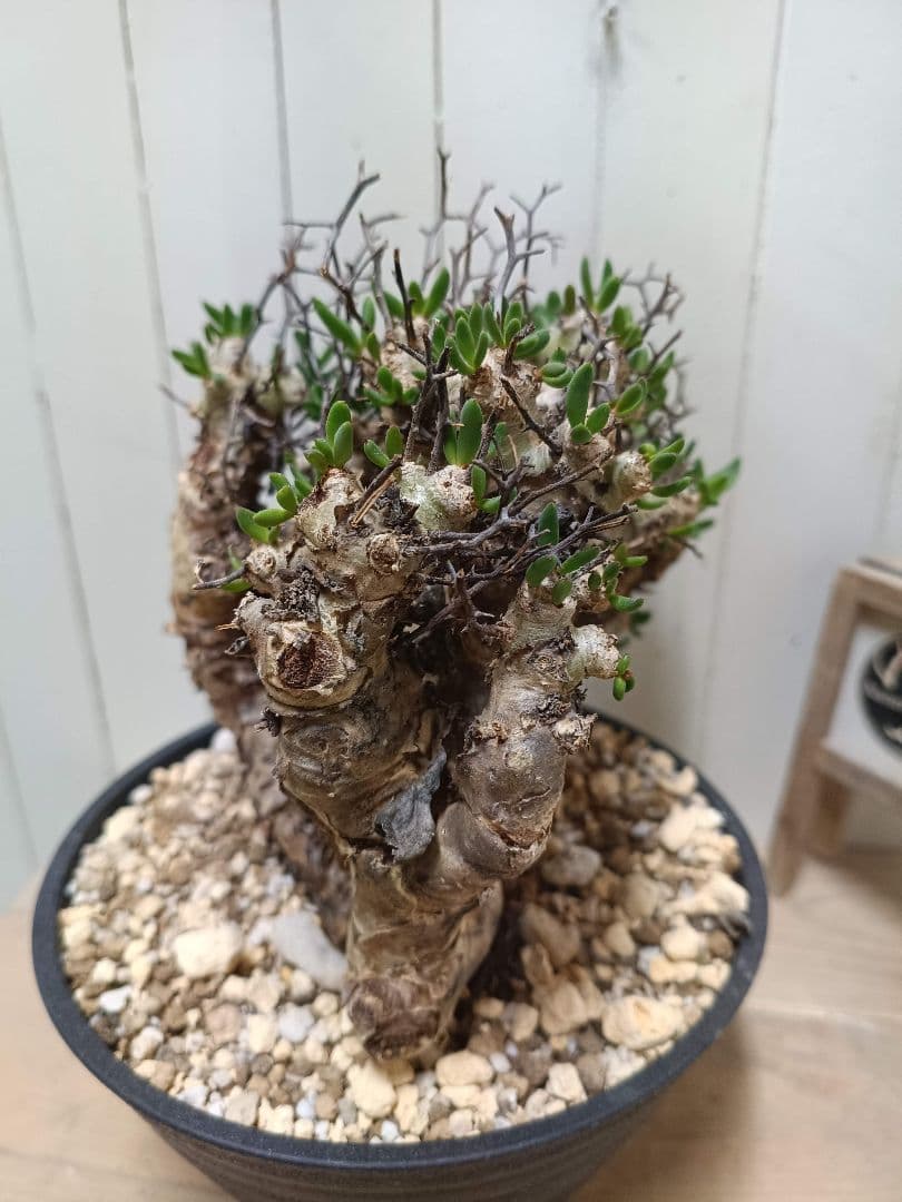 T068 発根済み 大株！！チレコドン レティキュラータス 万物想 現地球