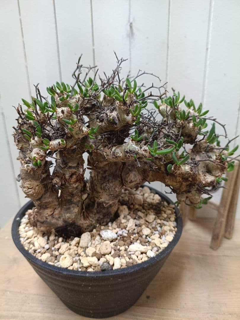 T068 発根済み 大株！！チレコドン レティキュラータス 万物想 現地球