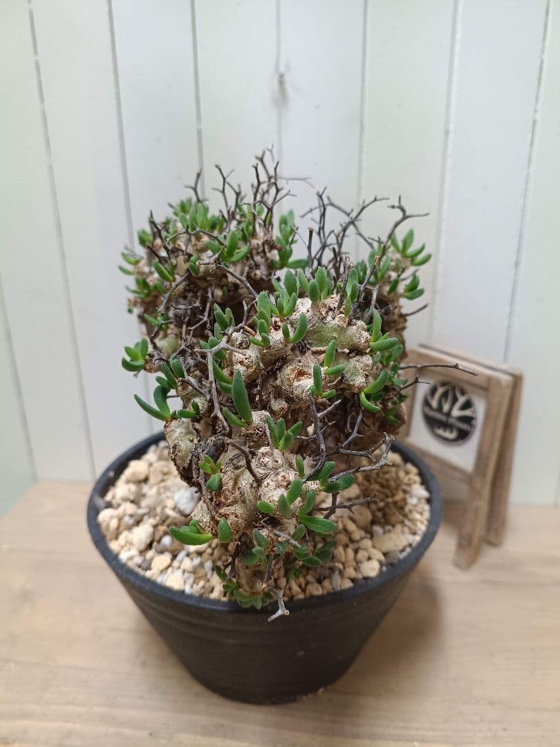 T068 発根済み 大株！！チレコドン レティキュラータス 万物想 現地球