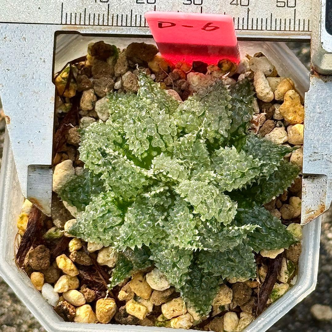 L*8様 バブルコレクタ　超美株　ハオルチア　観葉植物　D6