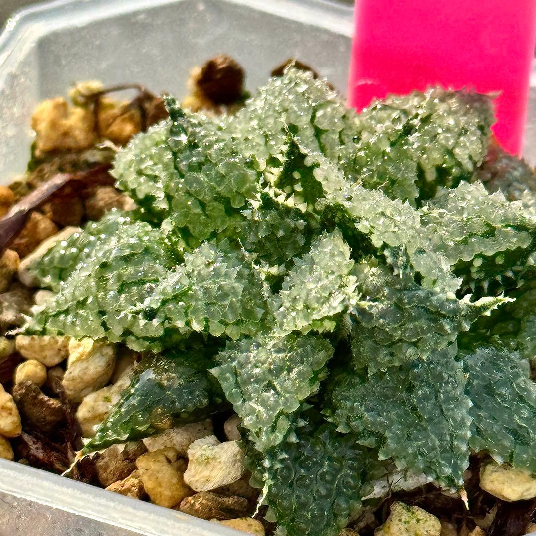 L*8様 バブルコレクタ　超美株　ハオルチア　観葉植物　D6