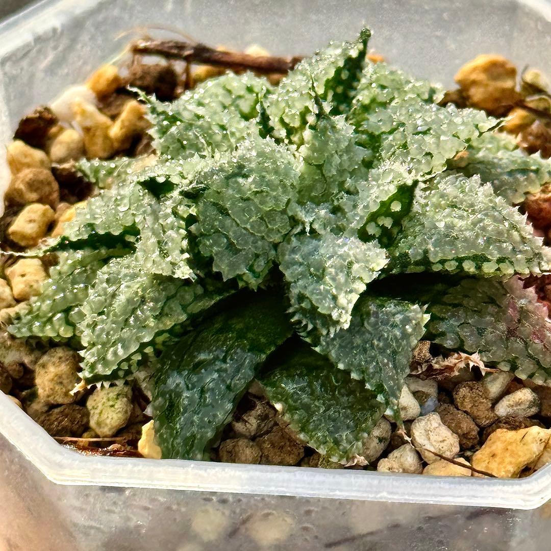 L*8様 バブルコレクタ　超美株　ハオルチア　観葉植物　D6