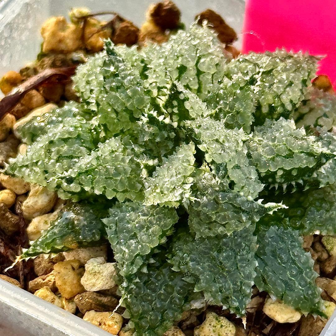 L*8様 バブルコレクタ　超美株　ハオルチア　観葉植物　D6