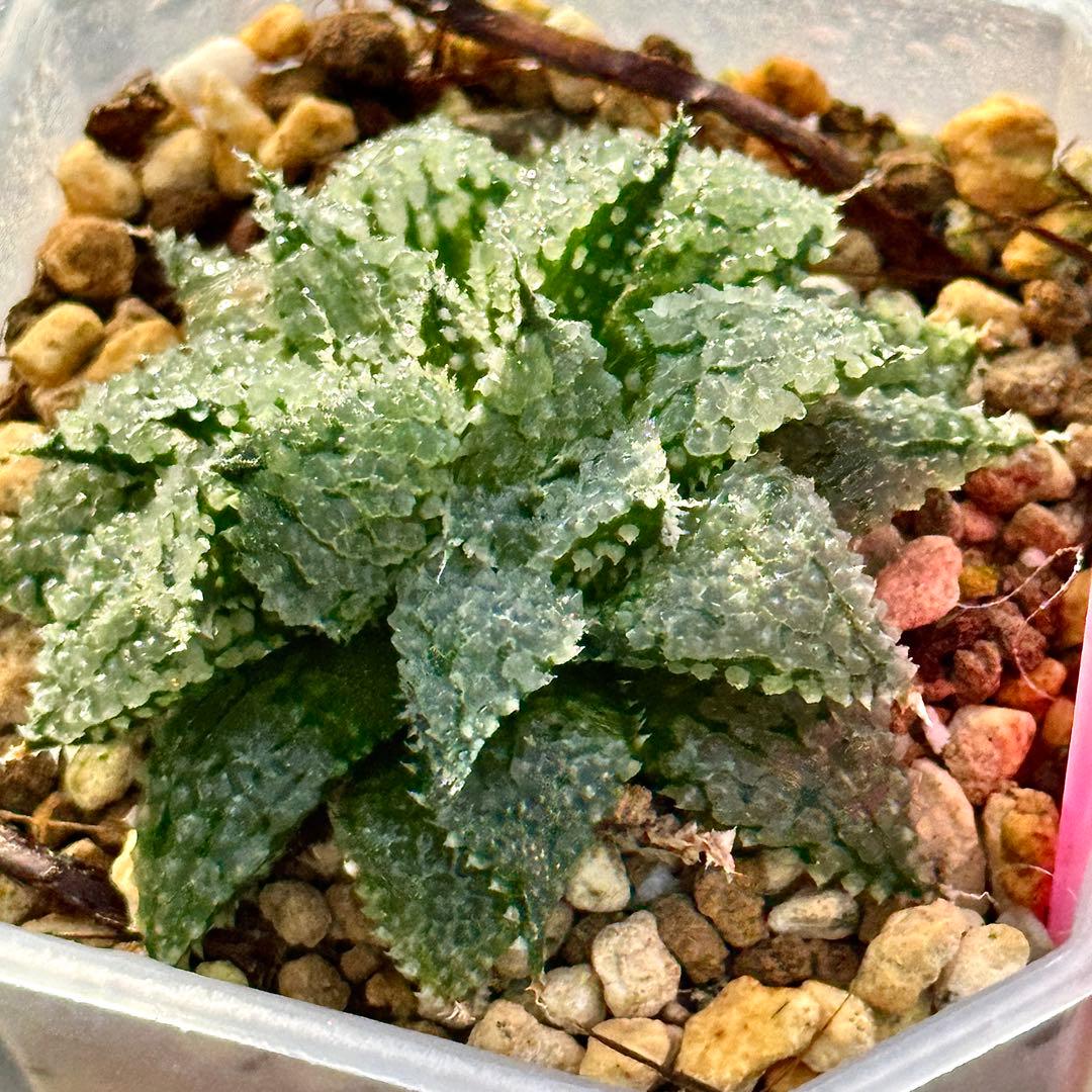 L*8様 バブルコレクタ　超美株　ハオルチア　観葉植物　D6