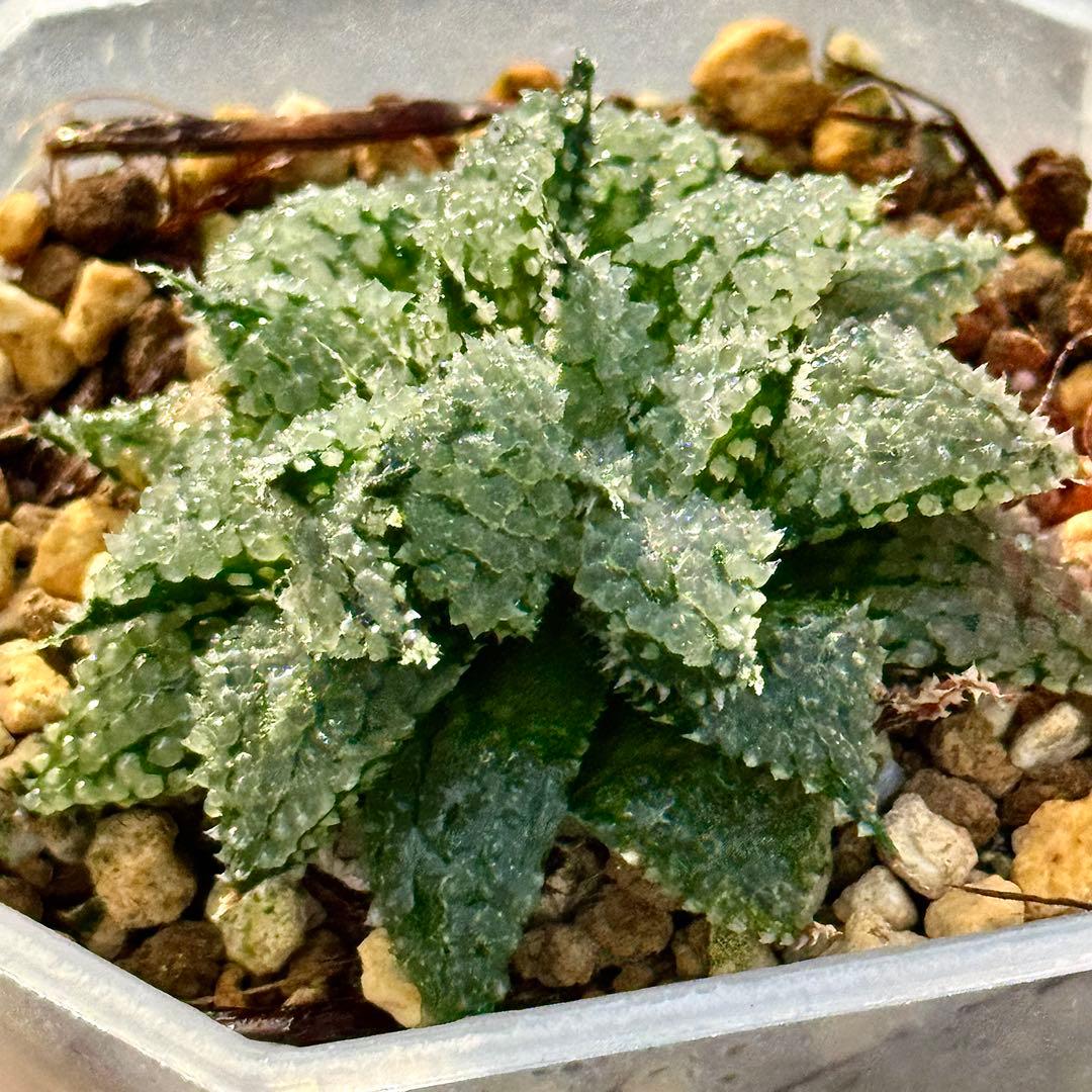 L*8様 バブルコレクタ　超美株　ハオルチア　観葉植物　D6