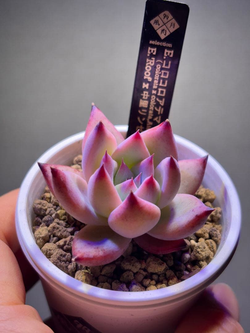 多肉風月さん　おらいさん　TYさん　3苗セット　札付き