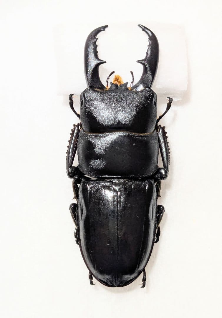 八丈　ハチジョウヒラタ