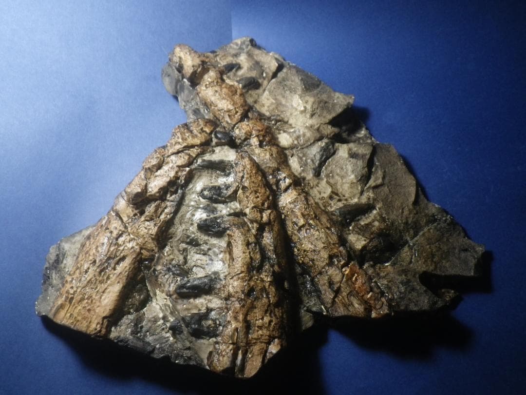 国産化石　貴重レプリカ　２５１１１２－１