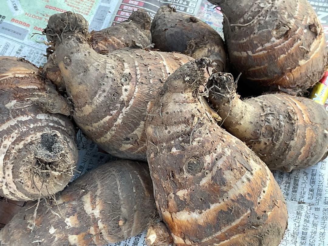 Masakadu Nakamura分　海老芋　12,5kg ③