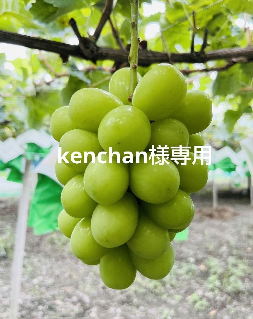 kenchanページ