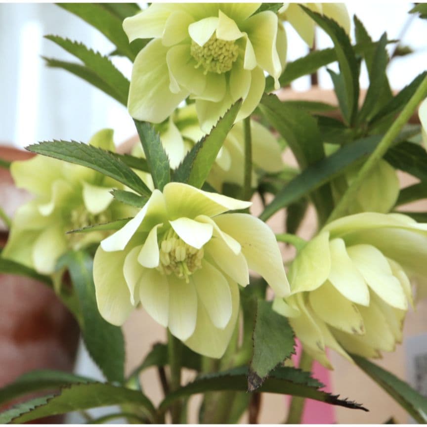 クリスマスローズ　大木ナーセリー　開花株　充実株　蕾40近く沢山