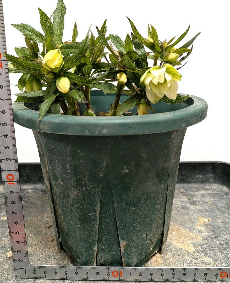 クリスマスローズ　大木ナーセリー　開花株　充実株　蕾40近く沢山