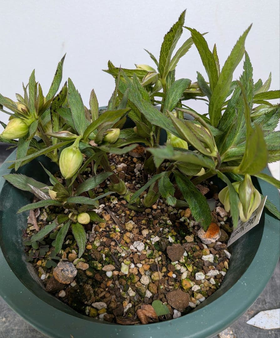 クリスマスローズ　大木ナーセリー　開花株　充実株　蕾40近く沢山