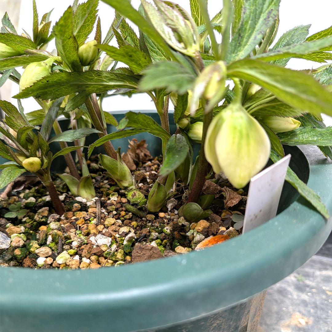 クリスマスローズ　大木ナーセリー　開花株　充実株　蕾40近く沢山