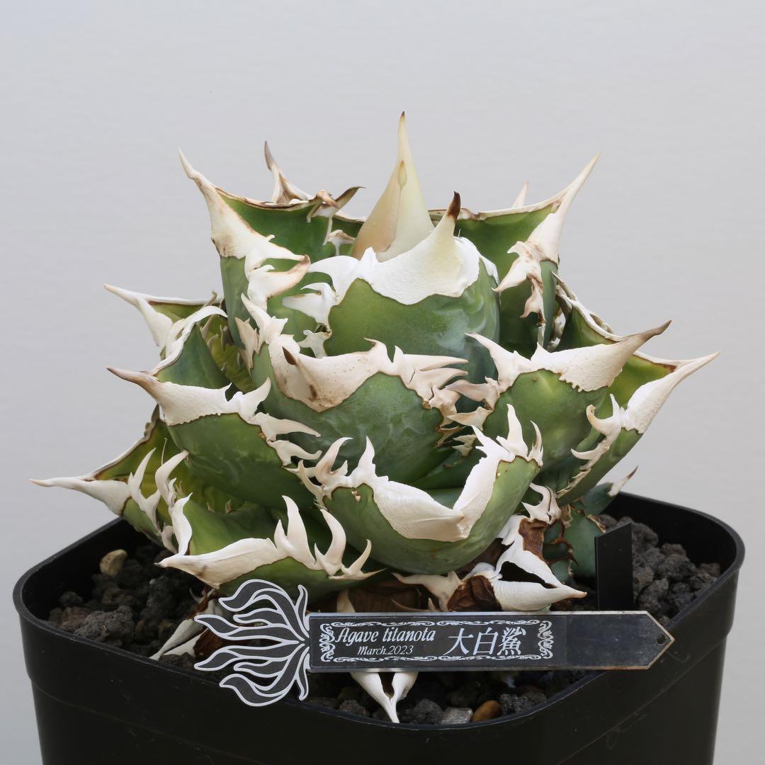 Agave titanota 大白鯊（ホホジロザメ）子株 親株写真あり 未発根②
