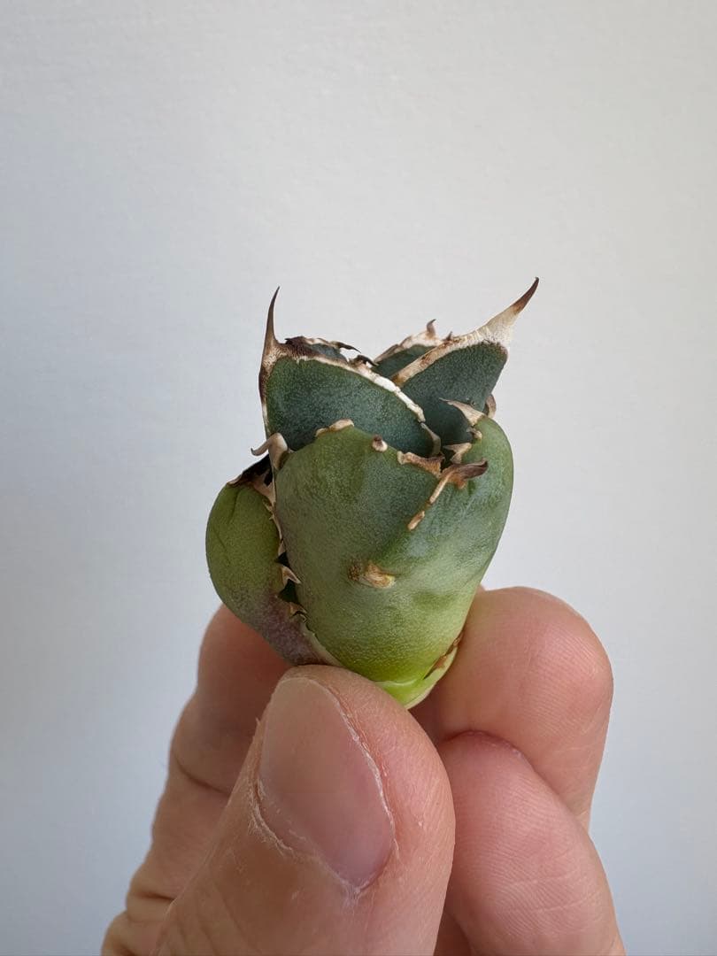 Agave titanota 大白鯊（ホホジロザメ）子株 親株写真あり 未発根②