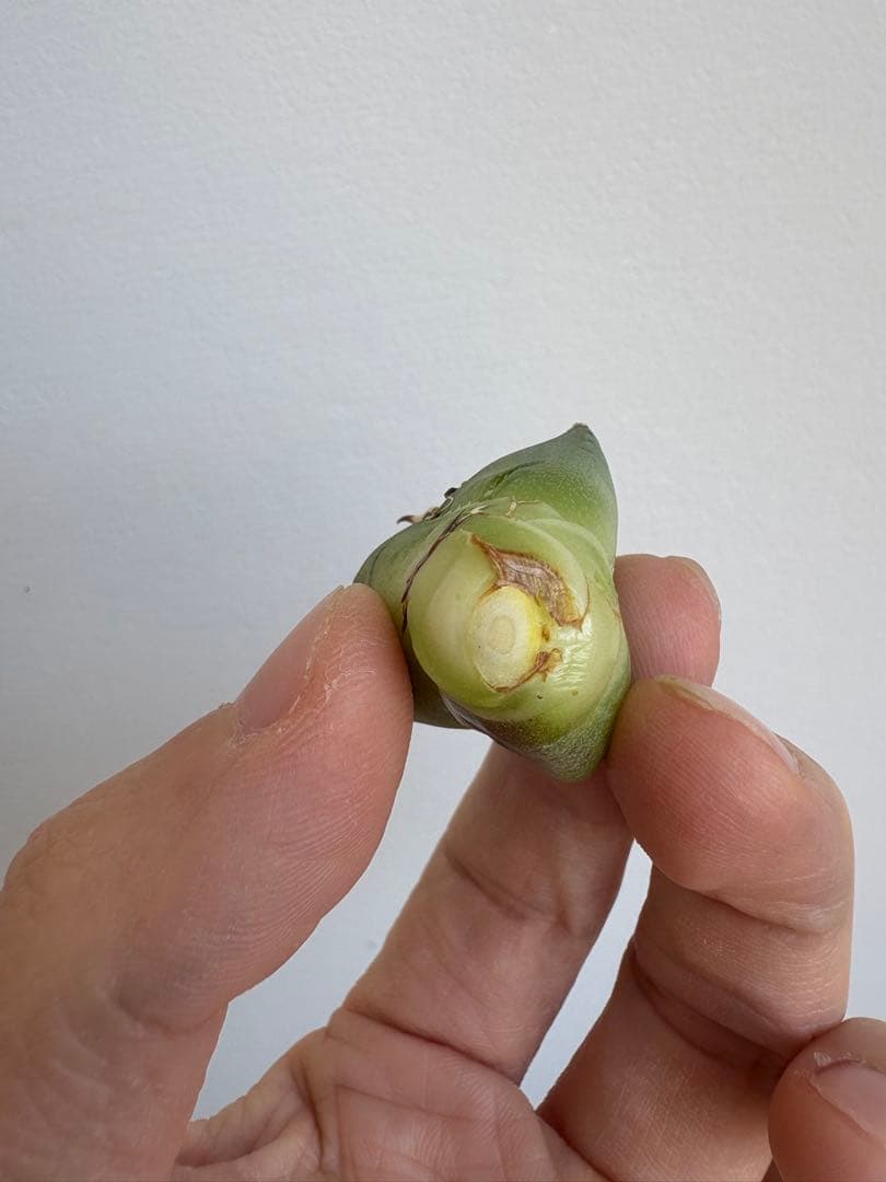 Agave titanota 大白鯊（ホホジロザメ）子株 親株写真あり 未発根②