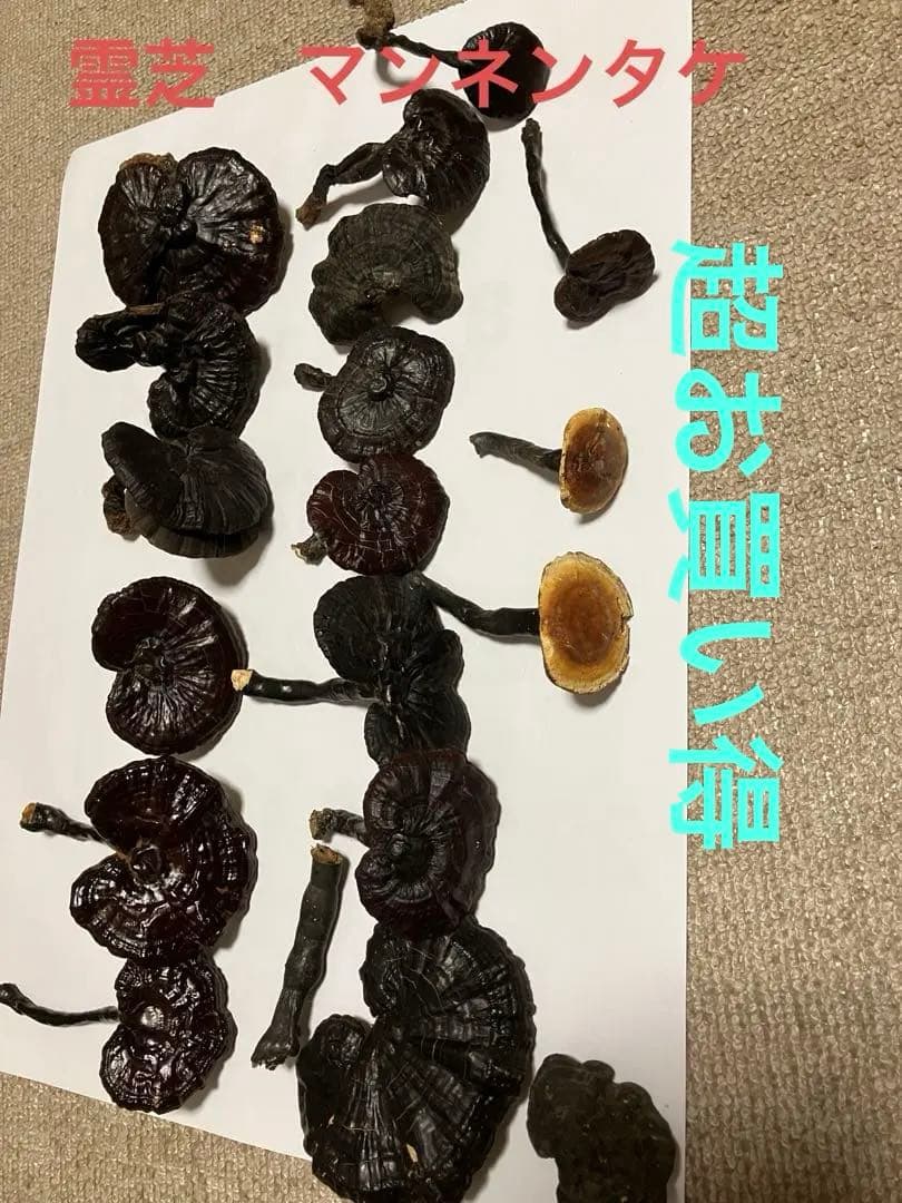 国産　貴重希少キノコ　天然霊芝(マンネンタケ) 19本　青森産