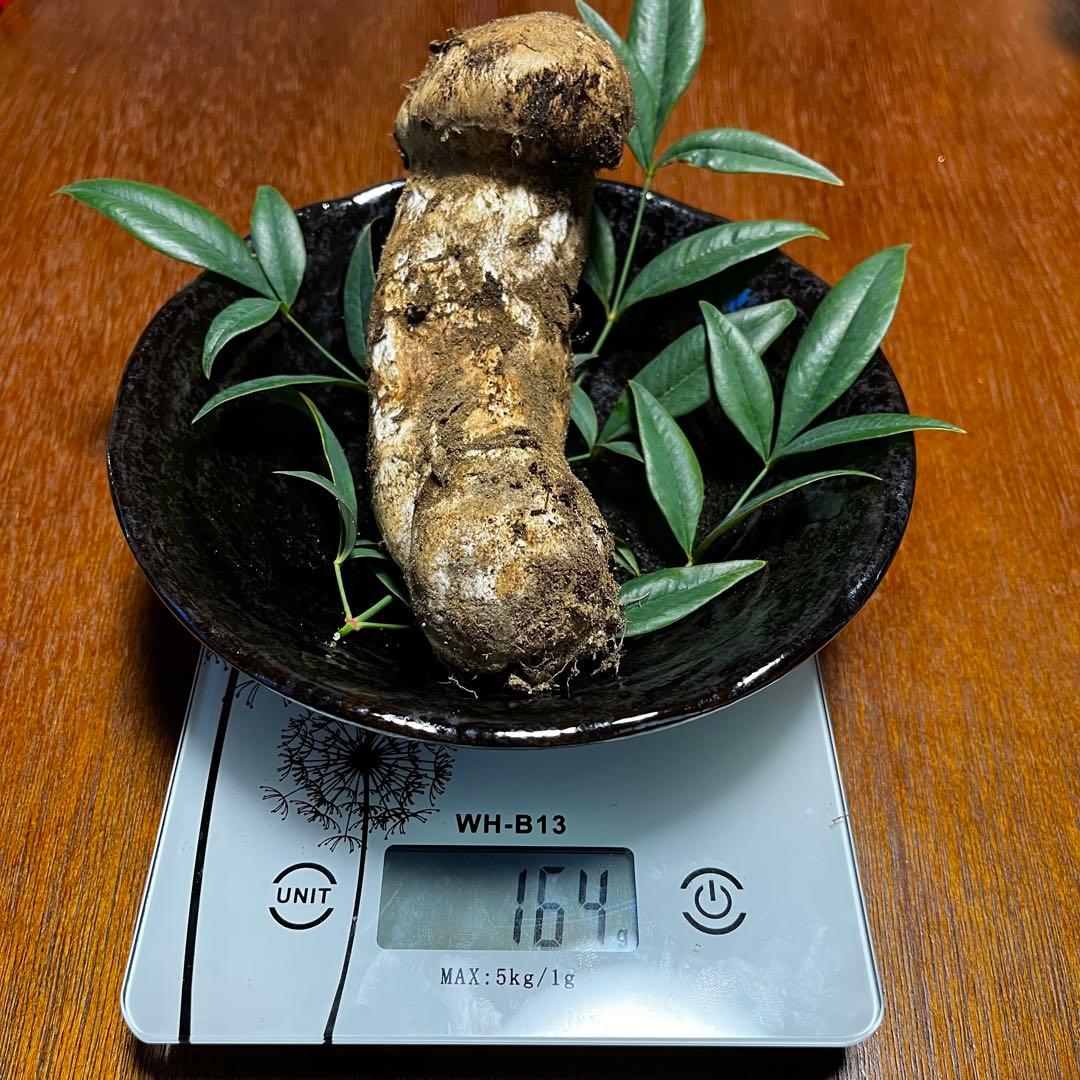 【早い者勝ち！】南信州産　天然松茸　10/15 採れ　長野県　国産　クール便発送