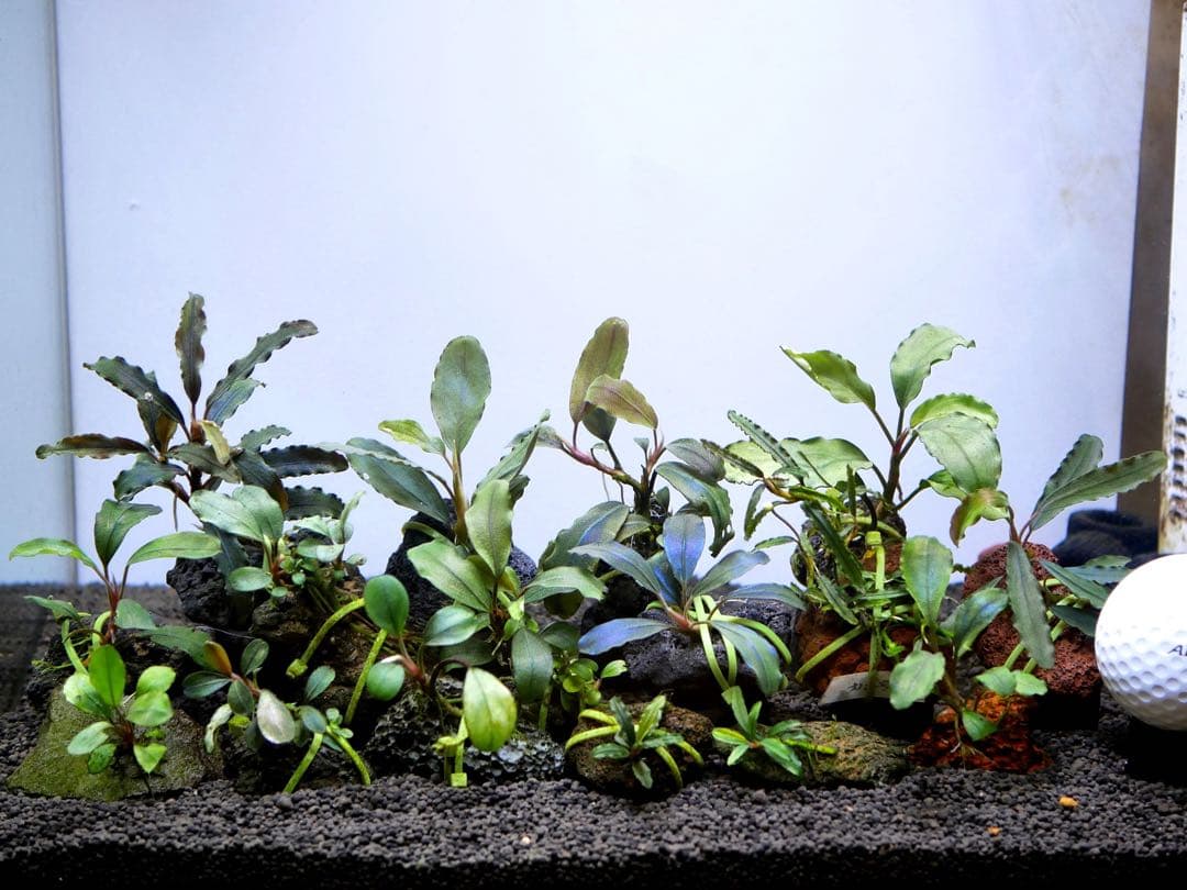 ブセファランドラ『１６種１６株』【完全水中葉【レア種入】※リピーター様はオマケ付