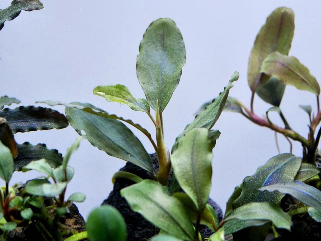 ブセファランドラ『１６種１６株』【完全水中葉【レア種入】※リピーター様はオマケ付